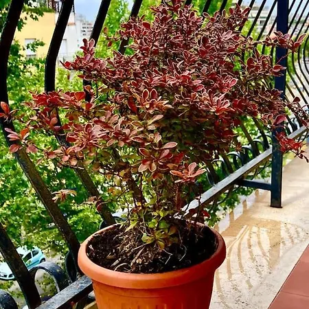 Apartament I Tre Moschettieri Rzym